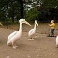 A group of pelicans pass a boy on a scooter in St James’ Park during the lockdown..jpg